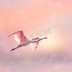 玫瑰色琵鹭在日落时飞翔
