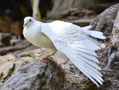 白鸽在公园放松翅膀
