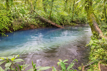 美丽的溪流在雨林中流淌下来。哥斯达黎加，中美洲