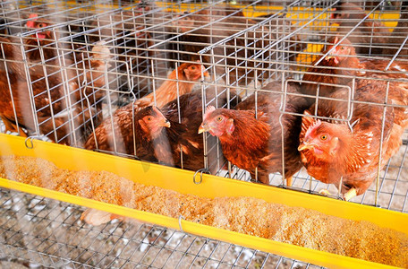 吃鸡摄影照片_室内养鸡场产品鸡笼饲养鸡