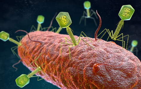 细菌免疫摄影照片_噬菌体病毒在细菌内感染并复制。3D插图。噬菌体病毒攻击细菌