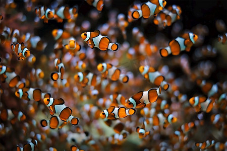 鱼群摄影照片_小丑海葵触须之间的小丑海葵鱼群。小丑银莲花