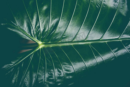 绿叶样式纹理背景巨大的芋头叶天南星/植物水杂草在热带森林—耳朵象叶海芋