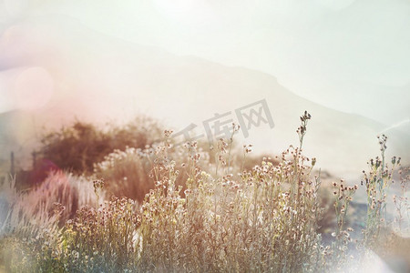 花草原摄影照片_阳光明媚的日子里的高山草地。自然的夏季景观。阿拉斯加的山脉