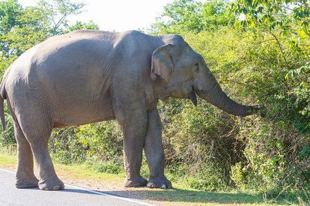 游猎摄影照片_一头斯里兰卡大象站在路上