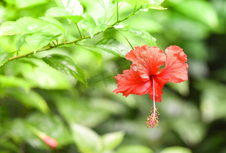 自然热带园林背景树上盛开的红色芙蓉花/芙蓉月季