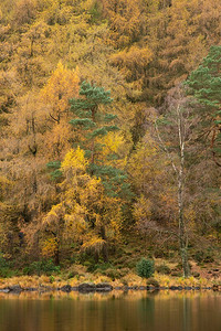 令人叹为观止的充满活力的秋季风景图片Blea Tarn，金色映照在湖面上