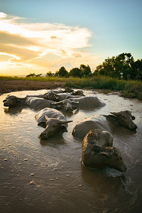 奇妙的日落与水牛在泥池动物放松时间在山上—水牛场亚洲