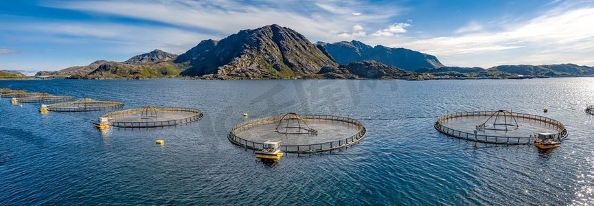 挪威的农场鲑鱼捕鱼挪威是世界上最大的养殖鲑鱼生产国，每年生产超过100万吨。