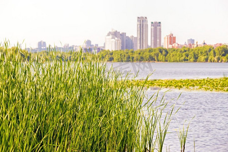 基辅摄影照片_芦苇（Typha—fifolia）生长在第聂伯河附近。基辅市出现在背景中