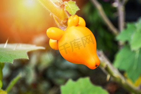 卡通装饰摄影照片_乳头水果黄色茄子在树在花园里/Solanum mammasum刺Popolo 