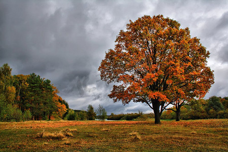 雨和阴天笼罩着雾蒙蒙的秋天林地。草甸上橙色的秋天橡树。金秋山水。森林里五颜六色的树木。