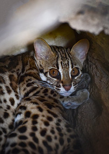 国家公园里的豹子/躺在空心原木上的野猫—Prionailurus bengalensis