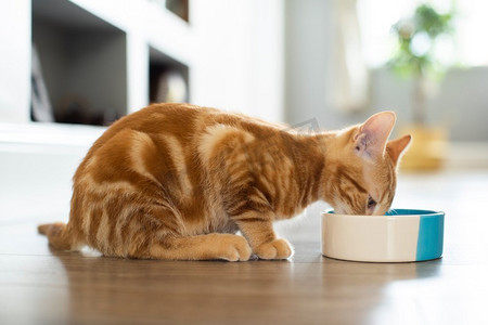 宠物家摄影照片_宠物姜猫在家中吃碗里的食物
