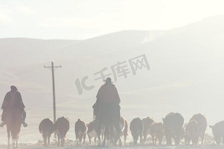 阿根廷巴塔哥尼亚山区的高乔山羊和山羊群