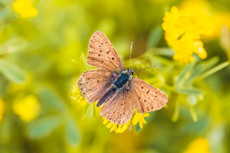 斑点花摄影照片_小棕色蝴蝶与黑色斑点在黄色的花