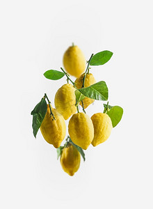 绿色叶子的黄色柠檬群？飞行在白色背景。悬浮概念与新鲜柑橘水果。维生素c.前视图。
