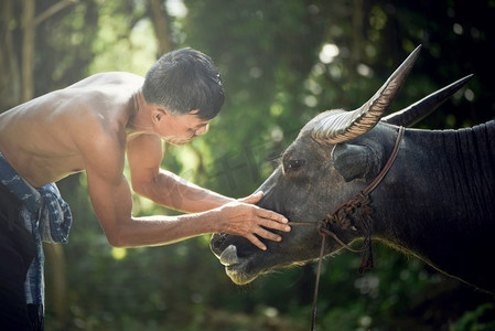 农夫和水牛看着眼睛/亚洲人农夫在田野里为他的水牛浇水-关爱动物订婚的主人