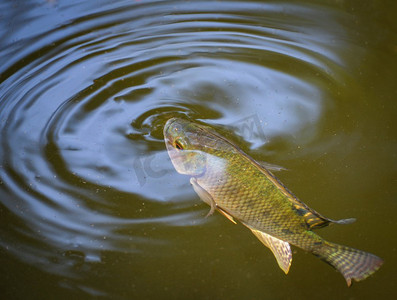 罗非鱼鱼在水面上游泳在水河生活在自然的氧气在夏天天/淡水鱼