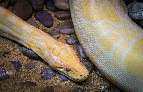黄黑色摄影照片_躺在地上的金蟒黄蛇/白化缅甸蟒 