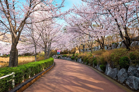 首尔建筑摄影照片_盛开的樱花樱花在公园里在春天，石川湖公园，首尔，韩国。盛开的樱花樱花巷在公园