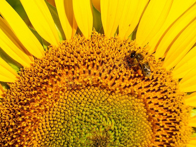 锡纸黄花鱼摄影照片_蜜蜂在黄色的花朵采集花粉，黄色的向日葵盛开。蜜蜂在黄花上采集花粉。近距离观察