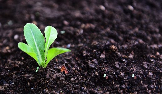 种植蔬菜摄影照片_种植蔬菜生菜叶在花园里的土壤上/绿色幼苗生长园艺种植农业概念