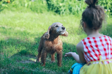 宠物的家庭摄影照片_玩狗的孩子/抚摸狗的女孩，西班牙犬，友谊宠物，夏天的乐趣，家庭