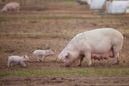 母猪与婴儿仔猪户外在畜牧场