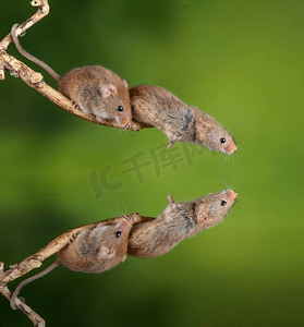 可爱的收获小鼠micromys minutus在木棍与中性绿色背景在自然界