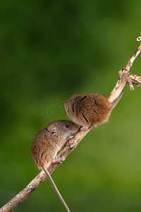 可爱的收获小鼠micromys minutus在木棍与中性绿色背景在自然界