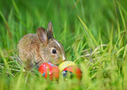 复活节摄影照片_户外绿草地上的复活节兔子和复活节彩蛋/小棕兔坐在田野春天的草地上，彩蛋