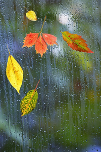 模糊窗户背景摄影照片_秋天的叶子在下雨的天气在窗户玻璃