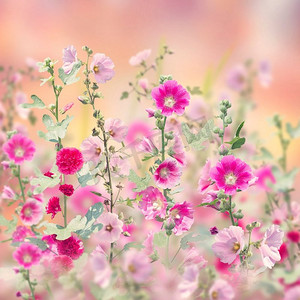 的粉色背景摄影照片_花园里盛开着粉红相间的冬青花