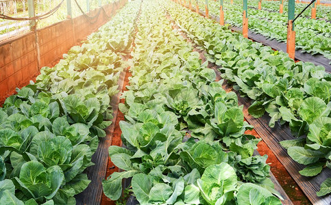 温室有机农场大田带菜种植鲜绿甘蓝