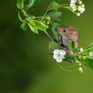 握鼠标摄影照片_可爱的收获小鼠micromys minutus在白色花叶子与中性绿色自然背景