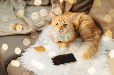 宠物，卫生和家畜概念-红色猫猫躺在沙发上，家里拿着智能手机。家里拿着智能手机躺在沙发上的红猫