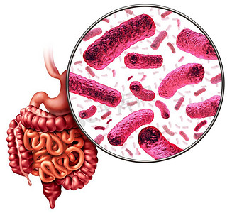 消化细菌和肠或肠道菌群作为肠细菌医学解剖概念作为3D例证。