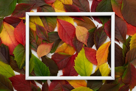 顶视图彩色秋天叶子与框架