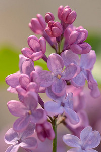 花园里的春天丁香花