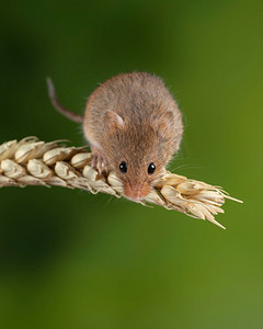 握鼠标摄影照片_可爱的收获小鼠micromys minutus在麦秆与中性绿色自然背景