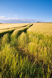 农业领域的美丽的夏天风景在英国农村在柔和的日落光