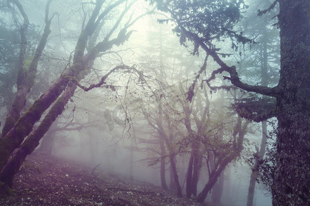 魔幻迷雾森林
