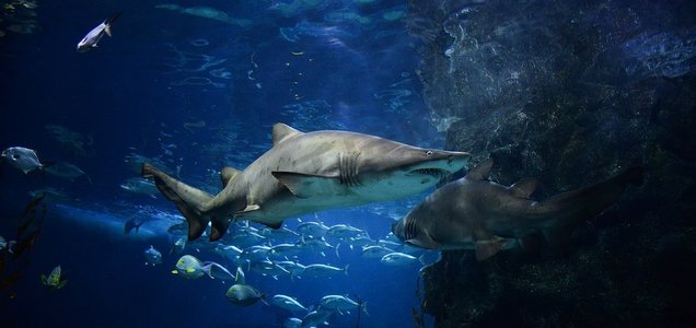 大型参差不齐的牙鲨图片水下大海/沙虎鲨在海洋中游泳海洋生物