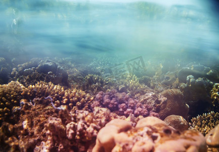 埃及红海的珊瑚礁。自然不寻常的背景。
