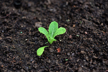 种植蔬菜生菜叶在花园里的土壤上/绿色幼苗生长园艺种植农业概念