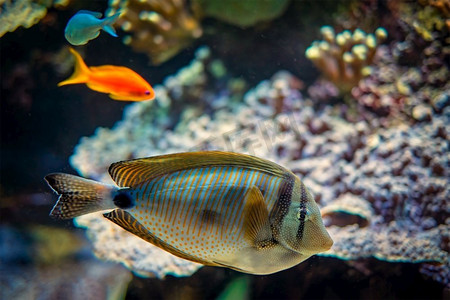 红海帆鳍斑马鱼在水下，背景是珊瑚。海里的红海旗鳍橘子鱼