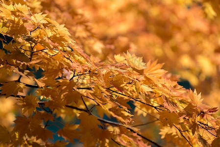 赛季摄影照片_红叶枫树秋天背景