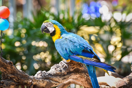 鹦鹉鸟鹦鹉在树枝树在自然绿色背景/黄色和蓝色翼金刚鹦鹉ara ararauna