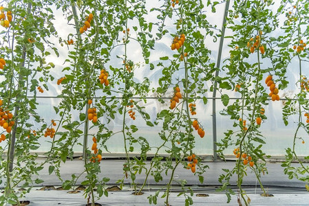 温室番茄栽培技术